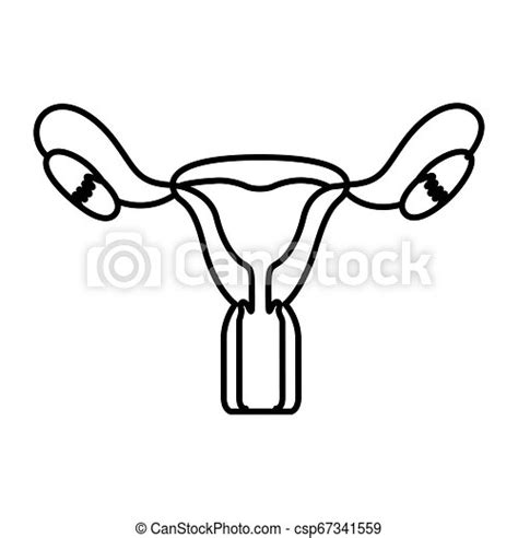 Hand Drawing Contour Female Reproductive System Vector Illustration