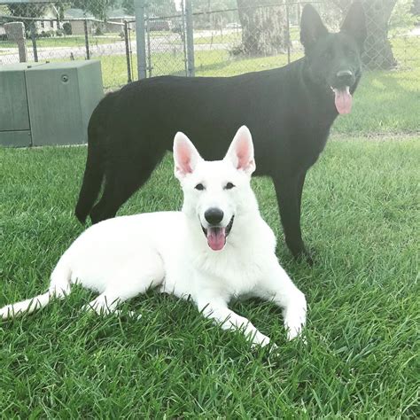 Black And White German Shepherds White Shepherd Shepherd Dogs
