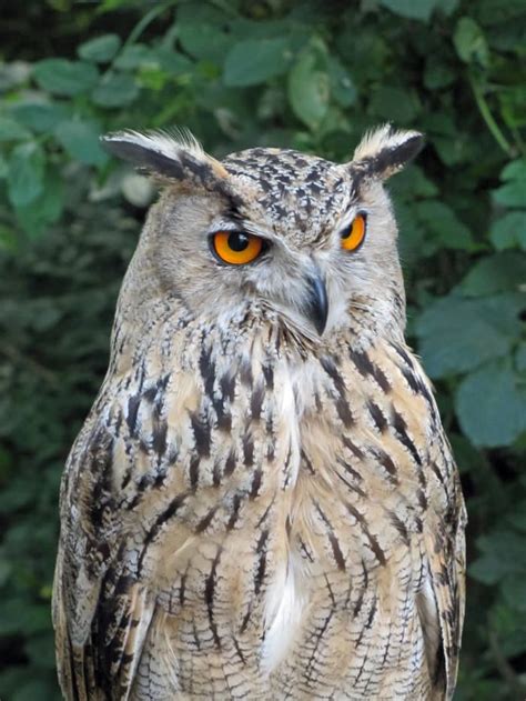 Everything You Wanted To Know About The Eurasian Eagle Owl Owlcation