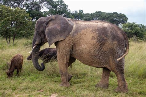 Members Of Big Five African Animals Elephant And Buffalo Walking