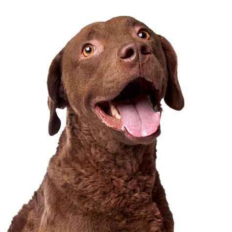 Splash! 9 water-loving dog breeds