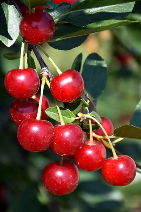 Comet s also create meteoroids as they orbit the sun and shed dust. Meteor Cherry (Prunus 'Meteor') in Chatham Kent ...