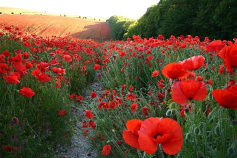 Poppies Fields Many Red Trail Flowers Wallpapers Hd Desktop And
