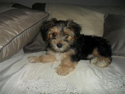 It is a cross between a maltese and a yorkshire terrier, and morkie is a portmanteau word combining the two breed names of this designer dog. Super cute male MORKIE puppy for Sale in Old Round Rock ...