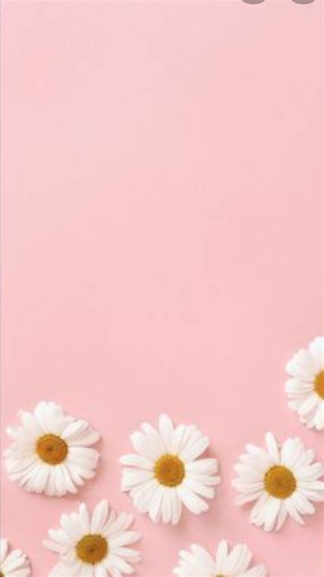 Pink Daisies Nature Flowers Pink Daisies Hd Wallpaper Peakpx