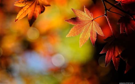 Autumn Abstract Wallpapers Top Free Autumn Abstract Backgrounds