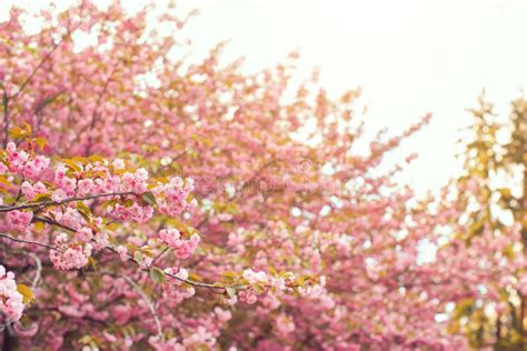 Sakura Tree Stock Image Image Of Cherry Floral Growth 54553741