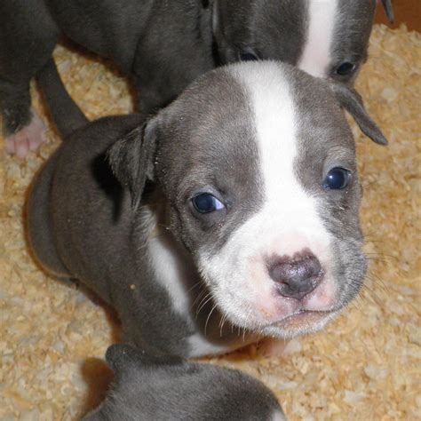 23 Bull Terrier Pitbull Mix Puppies L2sanpiero