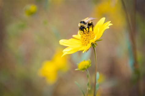 There is also a $199.99 lifetime subscription option. Bumble Bee | Wildflower Pollination