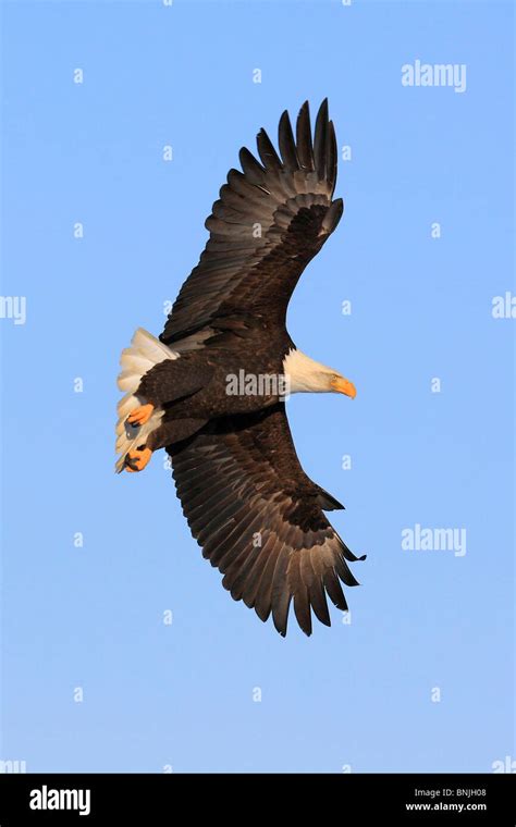 Eagles Alaska America Bald Eagle Feather Spring Feathers Springs Flight