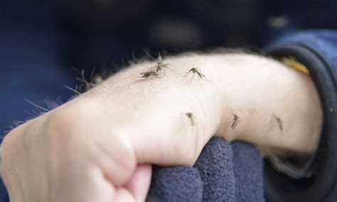 Why Do Mosquitoes Bite You More Heres Why
