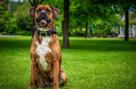 The Best Guard Dog Breeds For Protection