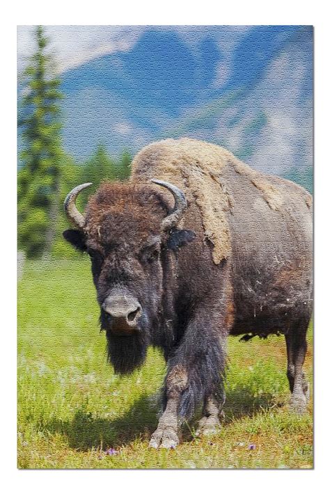 American Bison or Buffalo in Natural Mountain Habitat ...