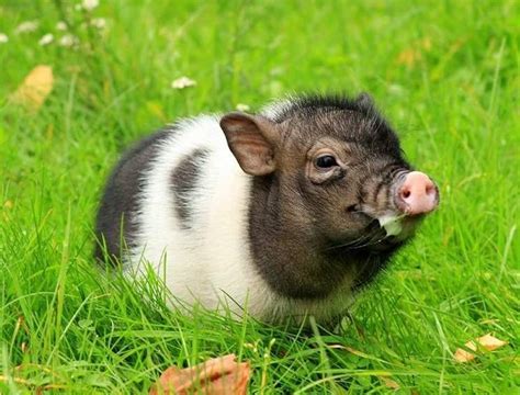 These Pictures Prove That Tiny Piglets Are The Cutest Animals To Exist