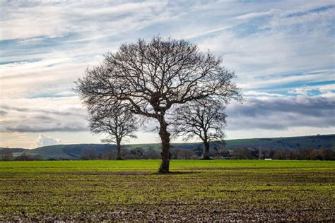 A Bare Tree Stock Image Image Of Tree Trees Sussex 167465085