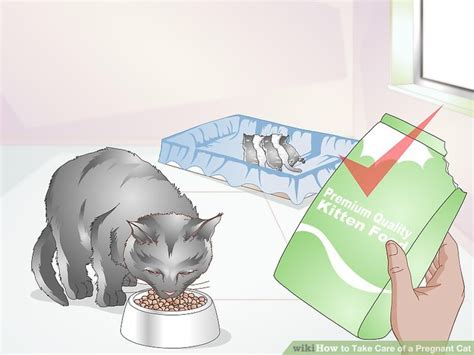 4 Ways To Take Care Of A Pregnant Cat Wikihow