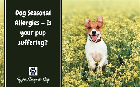 Dog Seasonal Allergies — Is Your Pup Suffering Hypoallergenic Dog