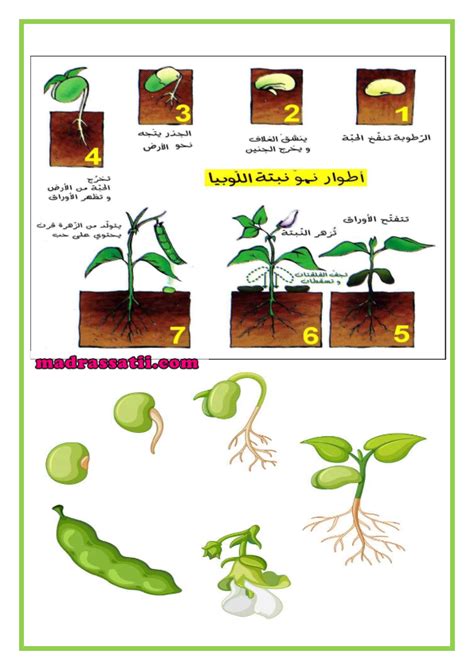مراحل نمو النبات من البذرة
