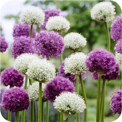 Allium Purple Sensation And Allium White Nigrum Mix Spring Flowering