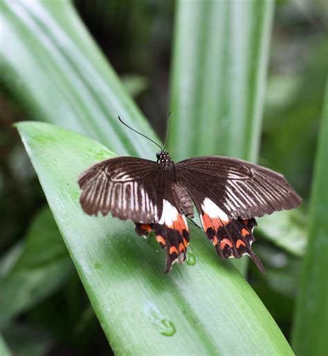 Papilio Polytes Ge Van T Hoff Flickr