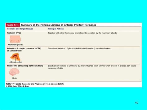 Ppt Anatomy And Physiology The Endocrine System Powerpoint