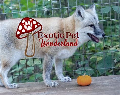 Home Exotic Pet Wonderland Tennessee Animal Sanctuary