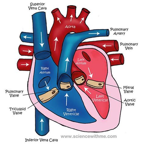 Simple Heart Diagram For Kids To Label Circulatory System For Kids