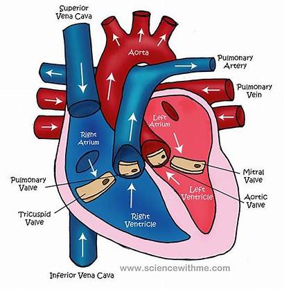 Heart Diagram Circulatory System Simple Label Emt