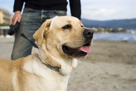 The Labrador Lifespan How Long Do Labs Live Canine Weekly