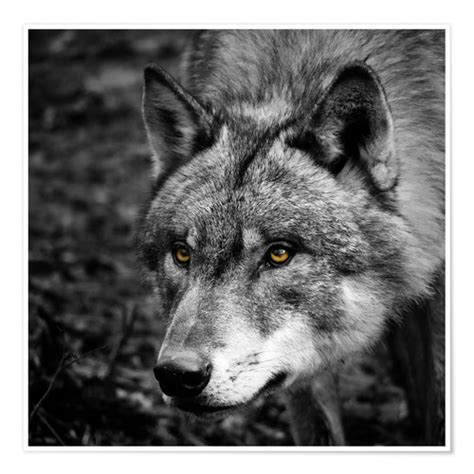 Wolf Posters And Prints Uk