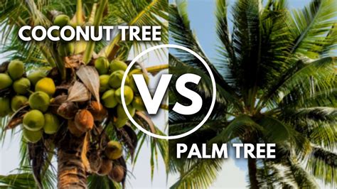 Coconut Tree Vs Palm Tree How To Spot Them Youtube