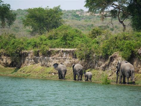 This is a very simple cake and it takes less than an hour to put everything together. Queen Elizabeth National Park - Uganda | ProdAfrica ...