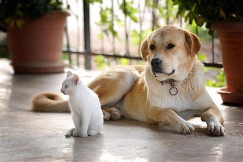 Can Cats And Dogs Be Friends