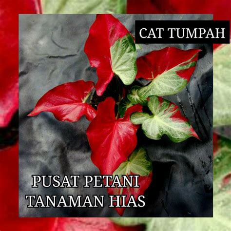Jual Tanaman Hias Caladium Cat Tumpah Bibit Bonggol Shopee Indonesia