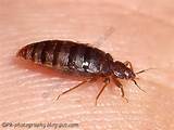 How To Get Rid Of Bed Bugs Using Dryer