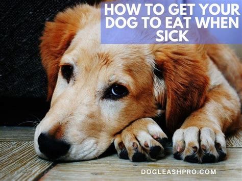 How To Get Your Dog To Eat When Sick Dog Leash Pro