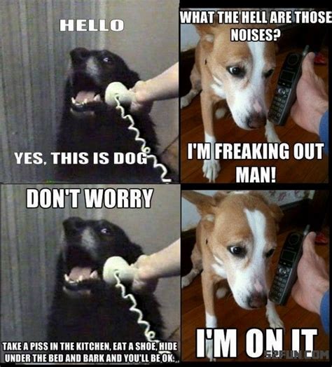Pin By Sharon Topple On I Love My Dogs Funny Dog Memes Dog Memes Dogs