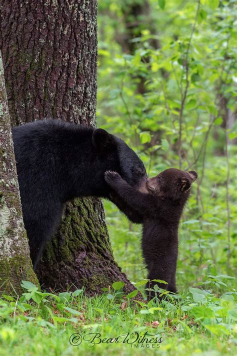 🔥 black bear cub kisses mom on the nose natureisfuckinglit