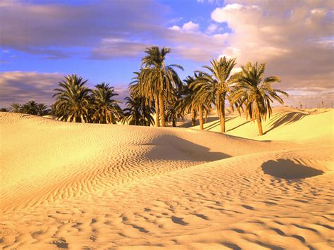 Palm Trees In Sahara Desert Wallpaper Hd Sahara Desert Africa