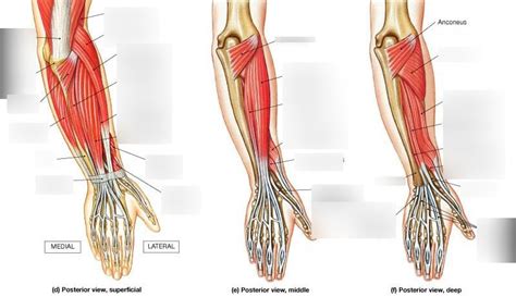Muscles That Move The Wrist Joint Hand And Fingers Posterior Forearm