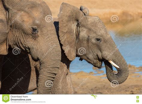 African Elephant Friends Stock Image Image Of Ivory 75599901