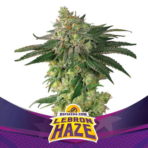 Purple haze, pineapple haze, blueberry haze. Purchase Lebron Haze 【2020】