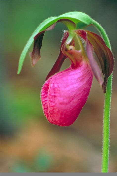 Free Picture Up Close Dark Pink Lady Slipper Orchid Moccasin Flower Cypripedium Acaule
