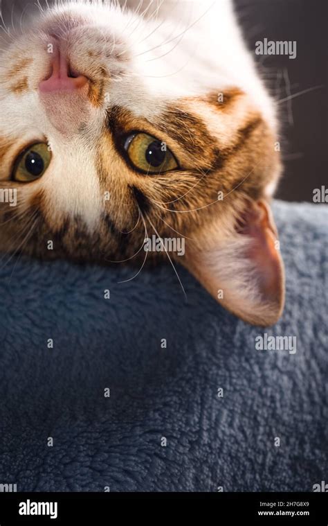 Upside Down Cute Cat Stock Photo Alamy