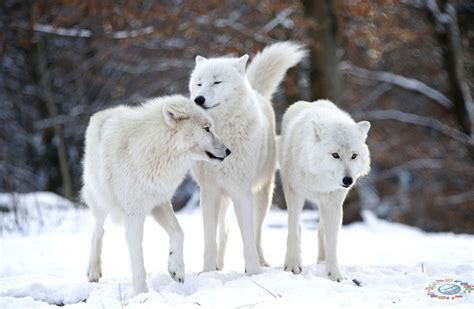 Мир переводов Polar Arctic Wolf General Information