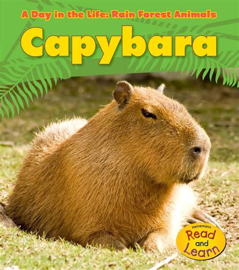 Day In The Life Rain Forest Animals Paperback Capybara Paperback