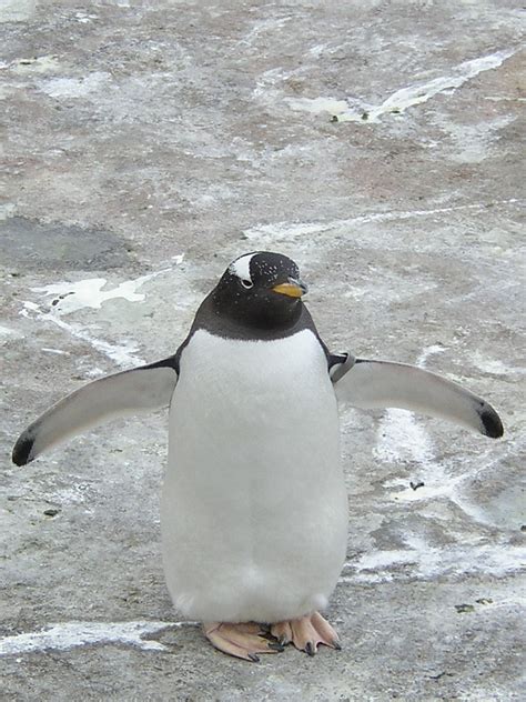 Filepygoscelis Gentoo Penguin Wikimedia Commons