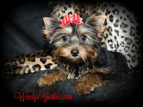 Morkie our litter of 4 morkies showed up 09/01/2014. Female Teacup Yorkie Puppies For Sale in TX | Wendys Yorkies