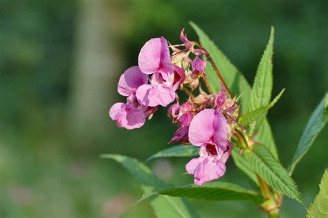 download free photo of himalayan balsam impatiens glandulifera balsam indian springkraut