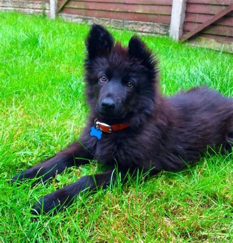 Long Haired Black German Shepherd Puppy 6 Months Old In Moira